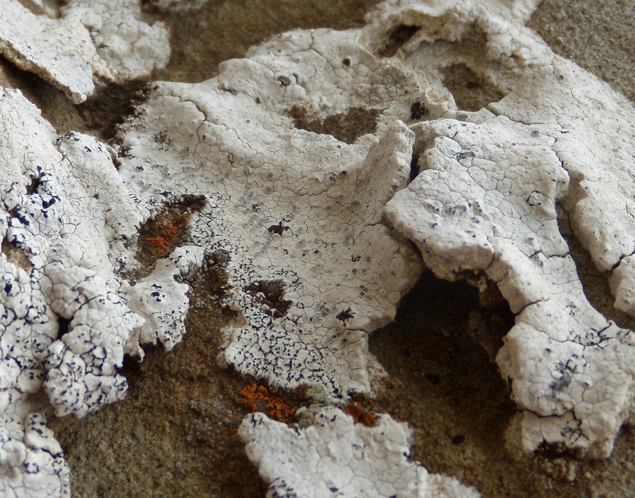 Diploschistes ocellatus - sulle arenarie della Laga